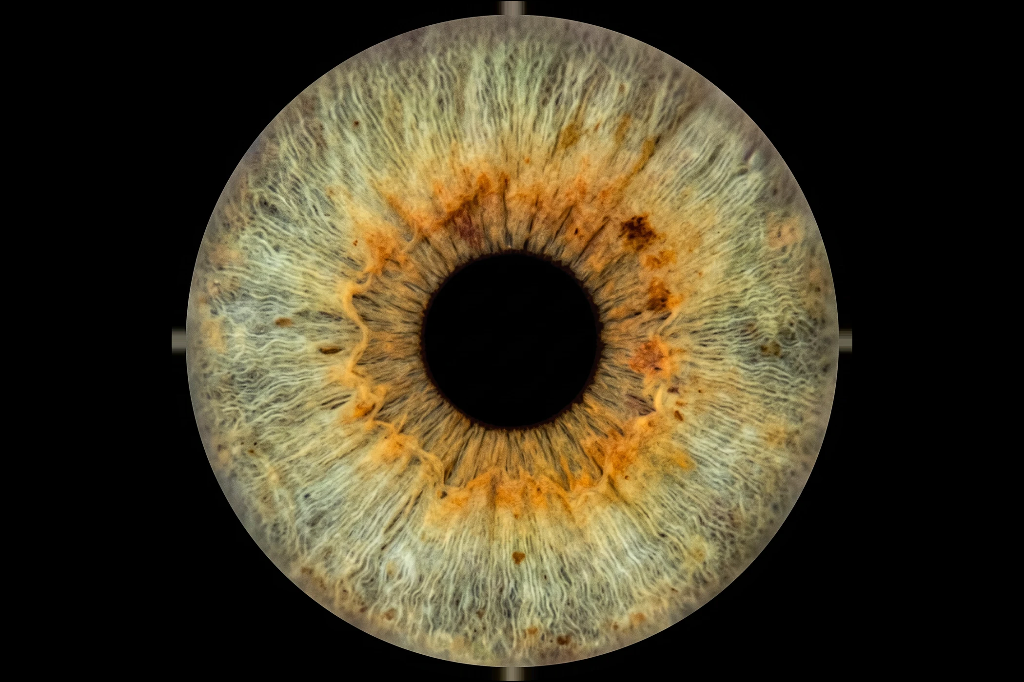 Freigestellte, hochauflösende Iris nach der Bearbeitung durch MEIN IRISFOTO